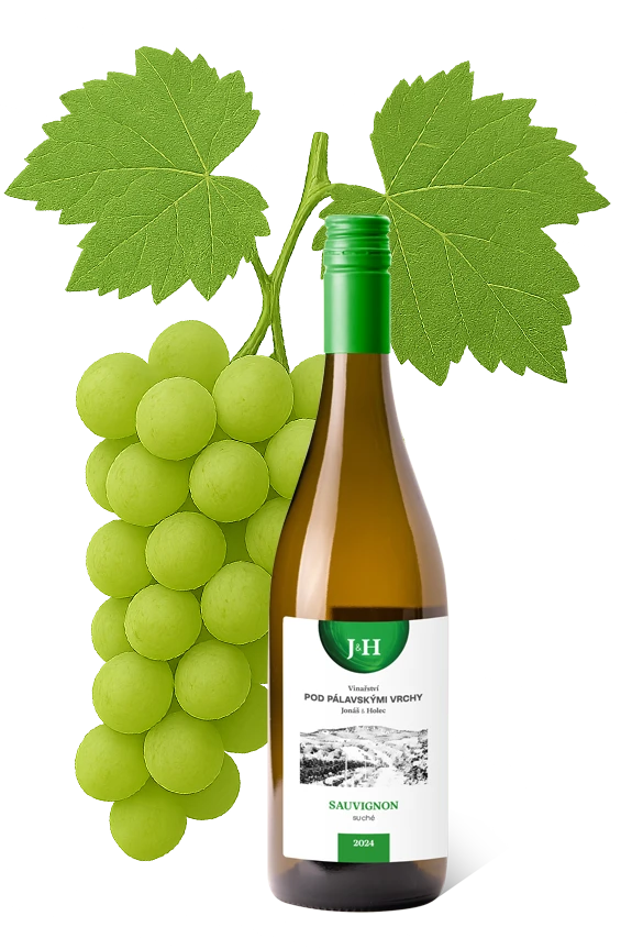 obrazek novinky Sauvignon